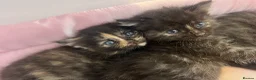 Mixed Breed cats for sale: 4 kittens, 2 boys 2 girls  - Advert 5