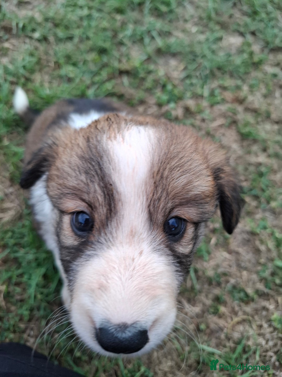 Border Collie dogs for sale: 7 border collie pups 🌟  - Image 17