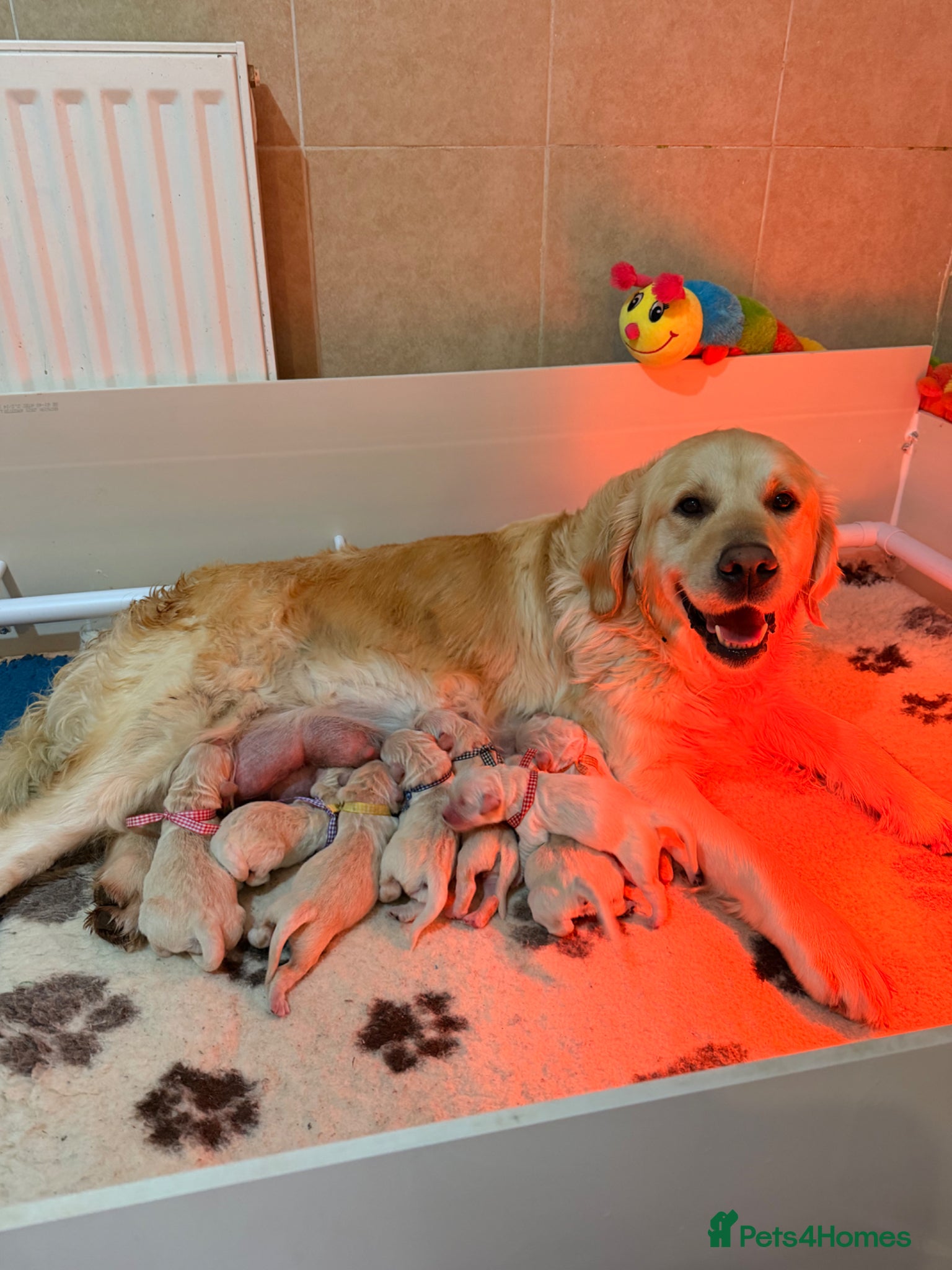 Golden Retriever dogs ONE BOY REMAINING - Advert 5