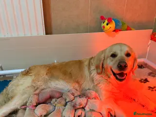 Golden Retriever dogs ONE BOY REMAINING - Advert 5