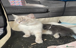 Ragdoll cats for sale: Stunning Ragdoll X for sale - Image 5