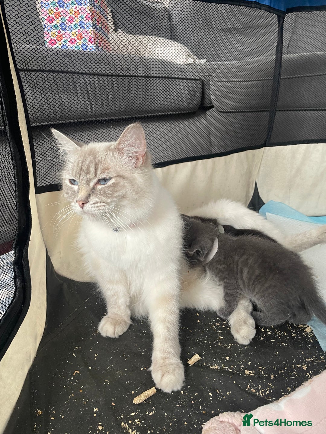Ragdoll cats for sale: Stunning Ragdoll X for sale - Image 5