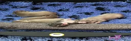 Chihuahua dogs for sale: Kc registered Lilac chihuahua pups  - Advert 3