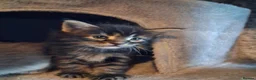 Maine Coon cats for sale: 🐾 **Beautiful Maine Coon Kittens for Sale** 🐾 in Thetford - Advert 11