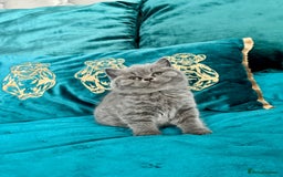 British Shorthair cats for sale: BSH🇬🇧👑🇬🇧💙British Shorthair girl😻💙 Gccf  - Image 19