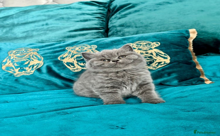 British Shorthair cats - Advert 16