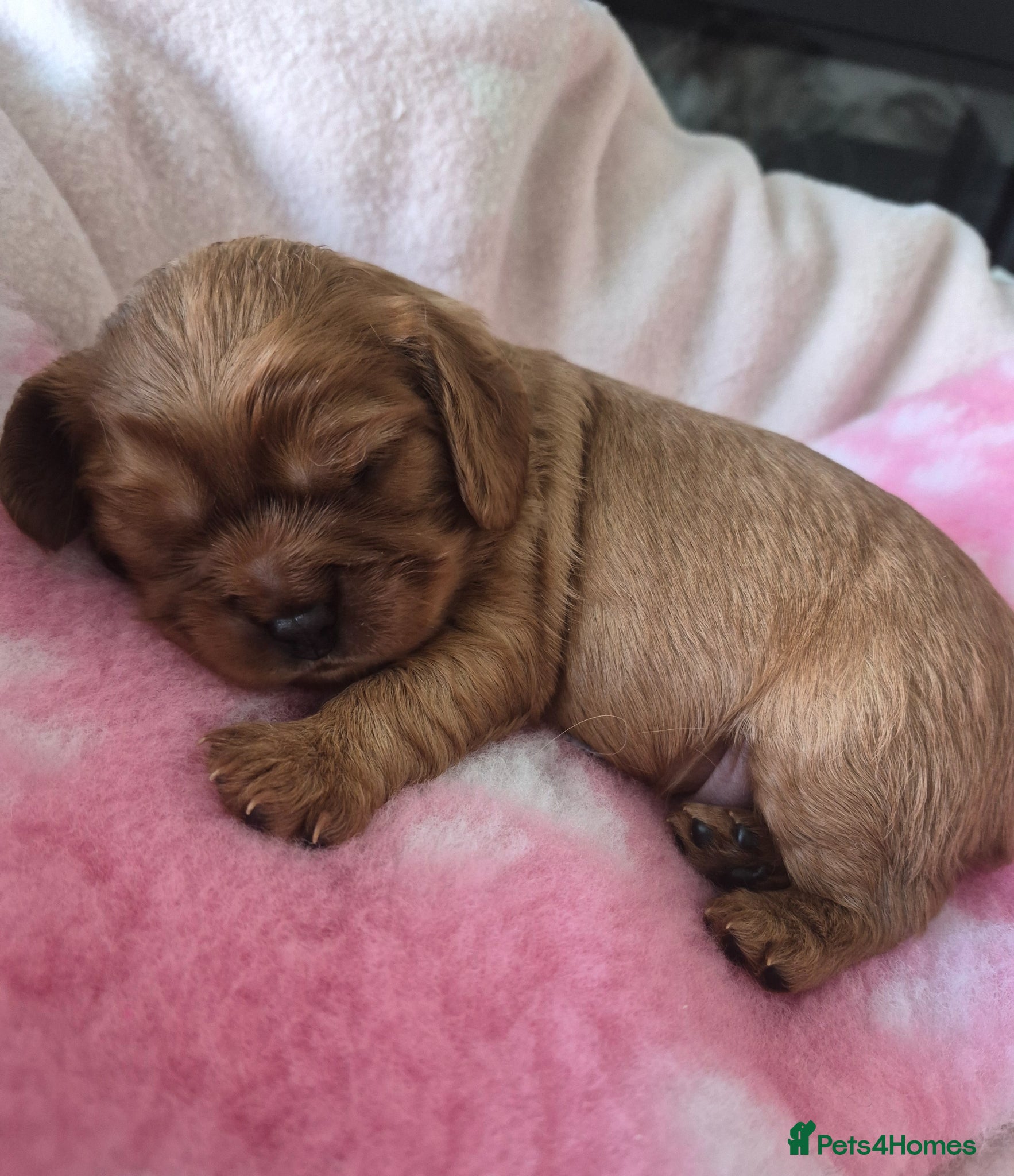 Cavalier King Charles Spaniel dogs KC REG. CAVALIER KING CHARLES PUPPIES  - Advert 17