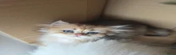 British Longhair cats for sale: Golden British longhair pure bloodline  - Advert 26
