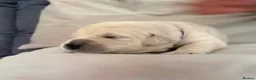 Golden Retriever dogs for sale: BEAUTIFUL KC REG SHOW GOLDEN RETRIEVER PUPPIES - Advert 9
