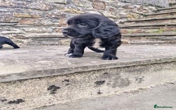 Sprocker dogs for sale: Female Sprocker Puppies - Image 3