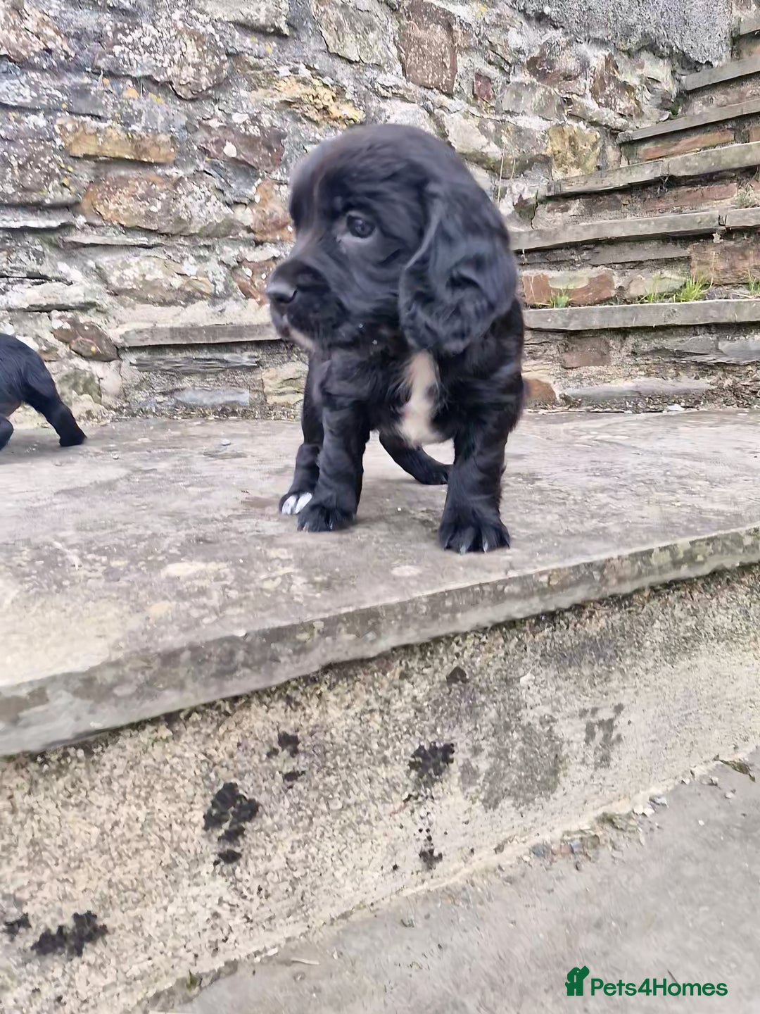 Sprocker dogs for sale: Female Sprocker Puppies - Image 3