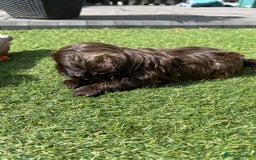 Shih Tzu dogs for sale: Stunning solid KC chocolate puppies  - Image 4