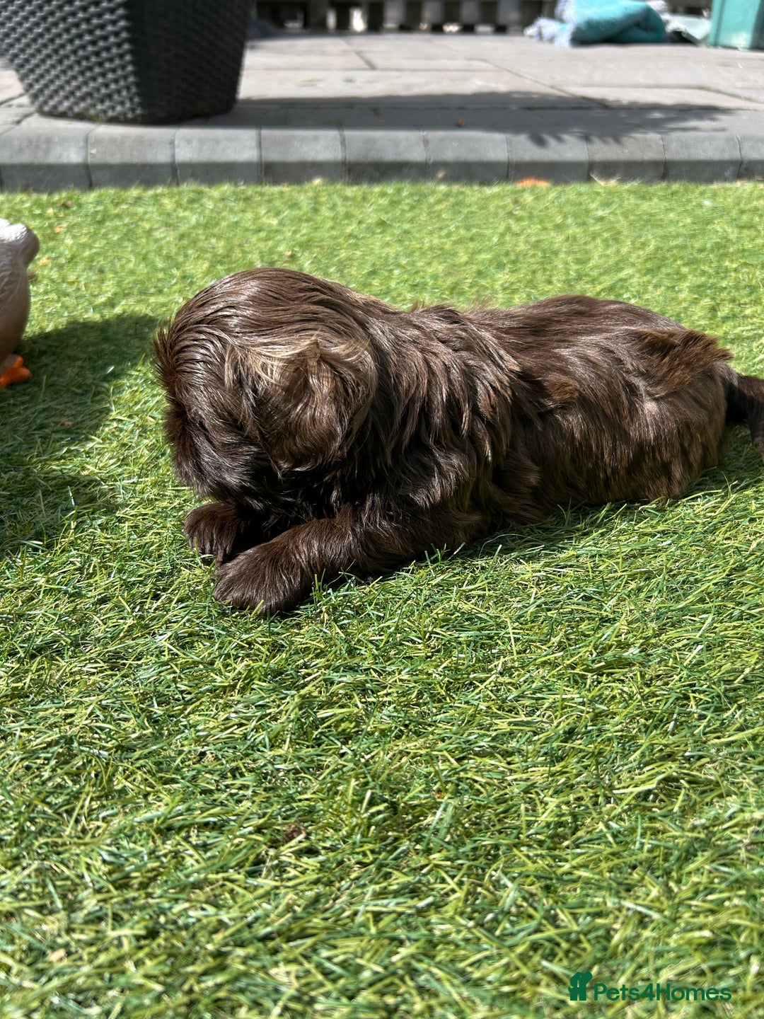Shih Tzu dogs for sale: Stunning solid KC chocolate puppies  - Image 4