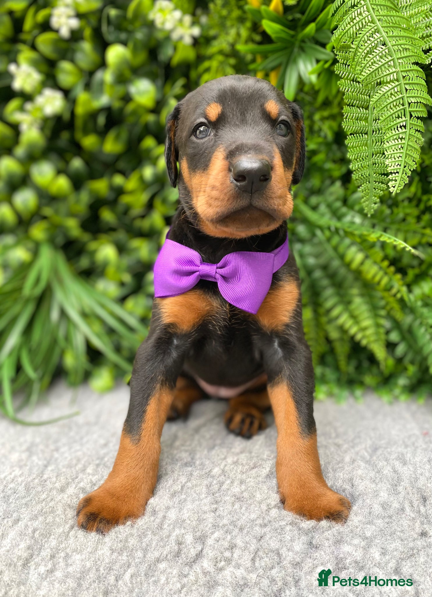 Dobermann dogs *KC REGISTERED* HEALTH TESTED DOBERMAN PUPPIES* - Advert 2