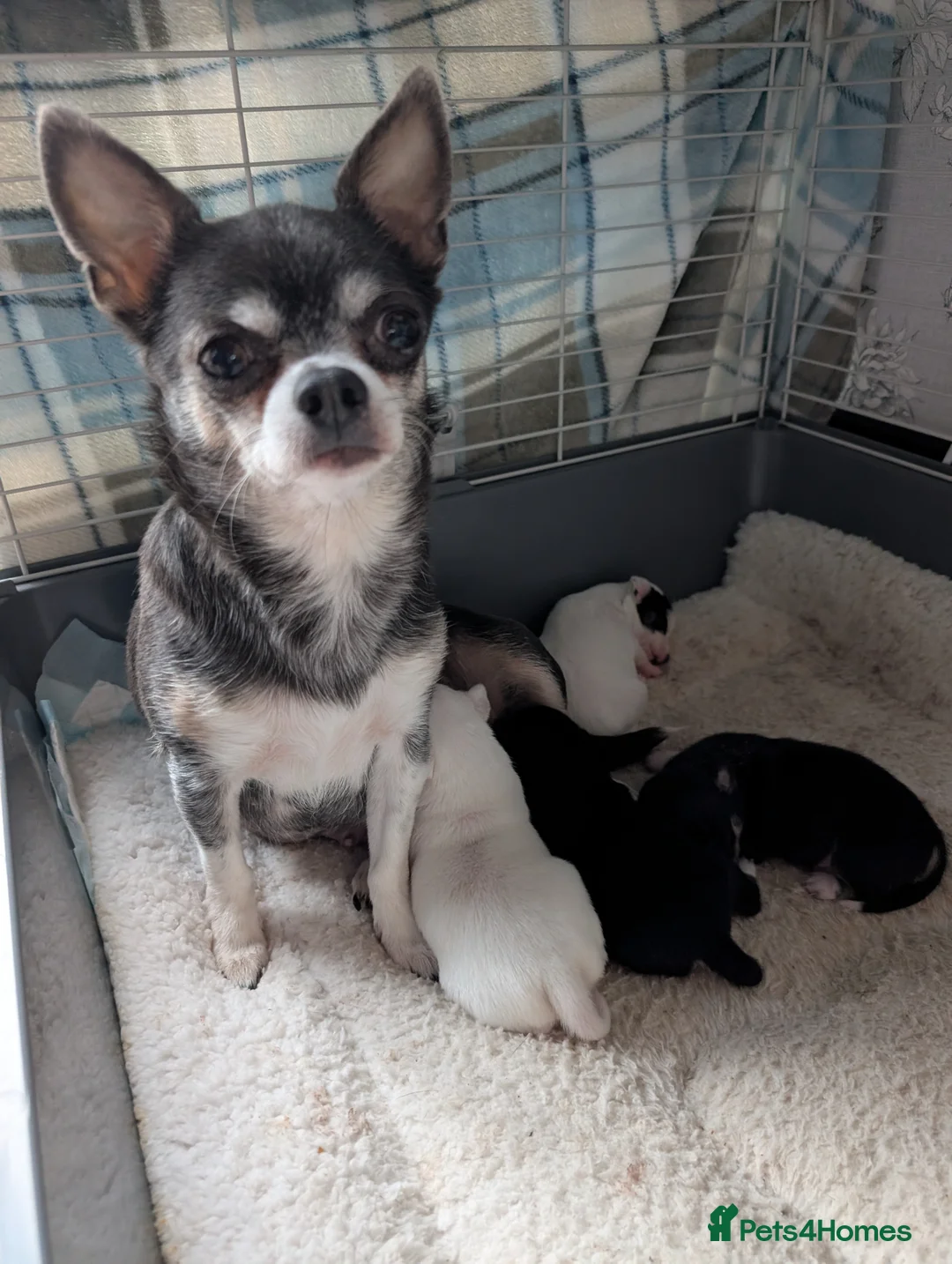 Chihuahua dogs for sale: Tiny chihuahua puppies for sale  - Advert 1
