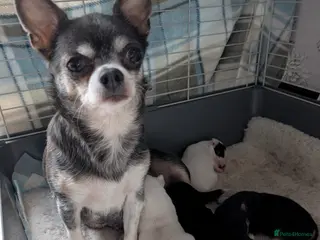 Chihuahua dogs Tiny chihuahua puppies for sale - Advert 1