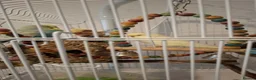 Budgerigars birds for sale: 2 budgies with the cage, the stand and food  - Advert 5