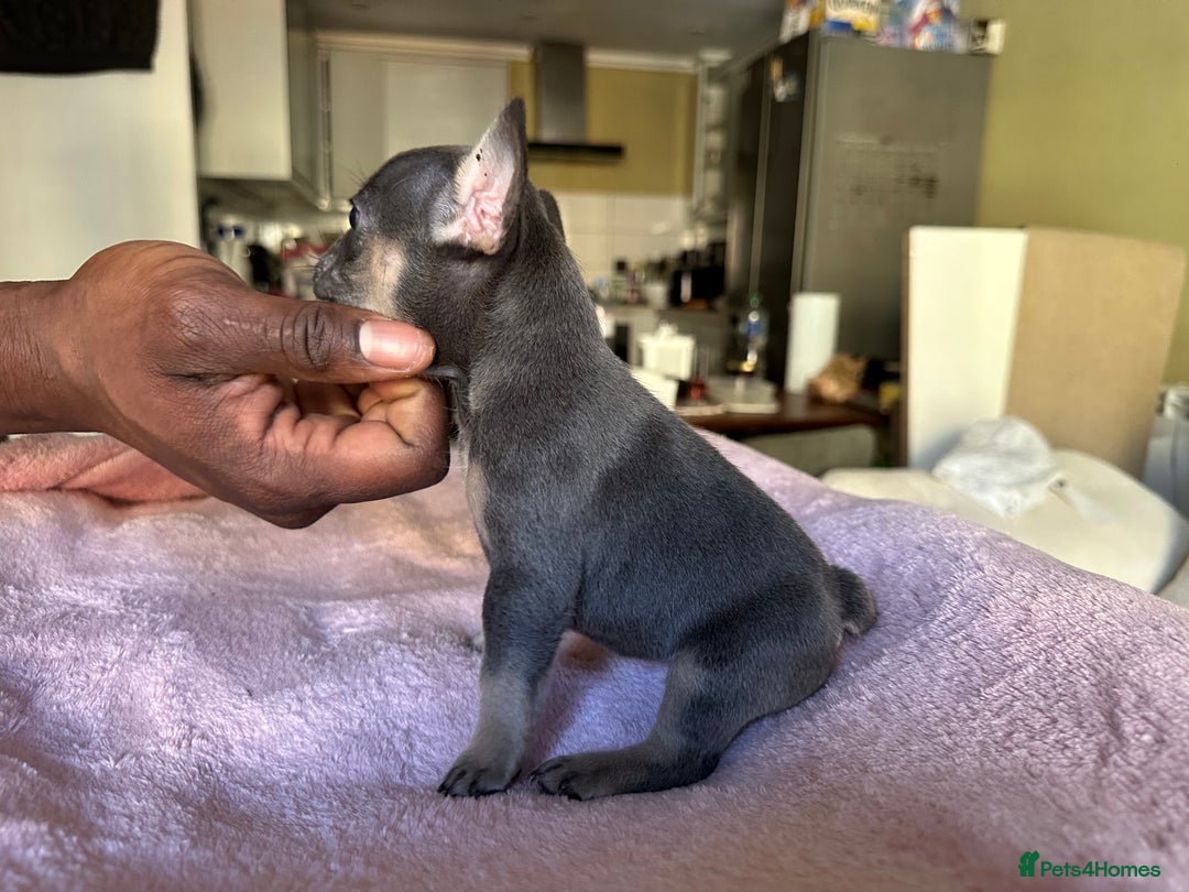 French Bulldog dogs for sale: Adorable French Bulldog Puppies in Barking - Image 6