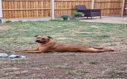 Mixed Breed dogs for sale: Bonnie - Image 5