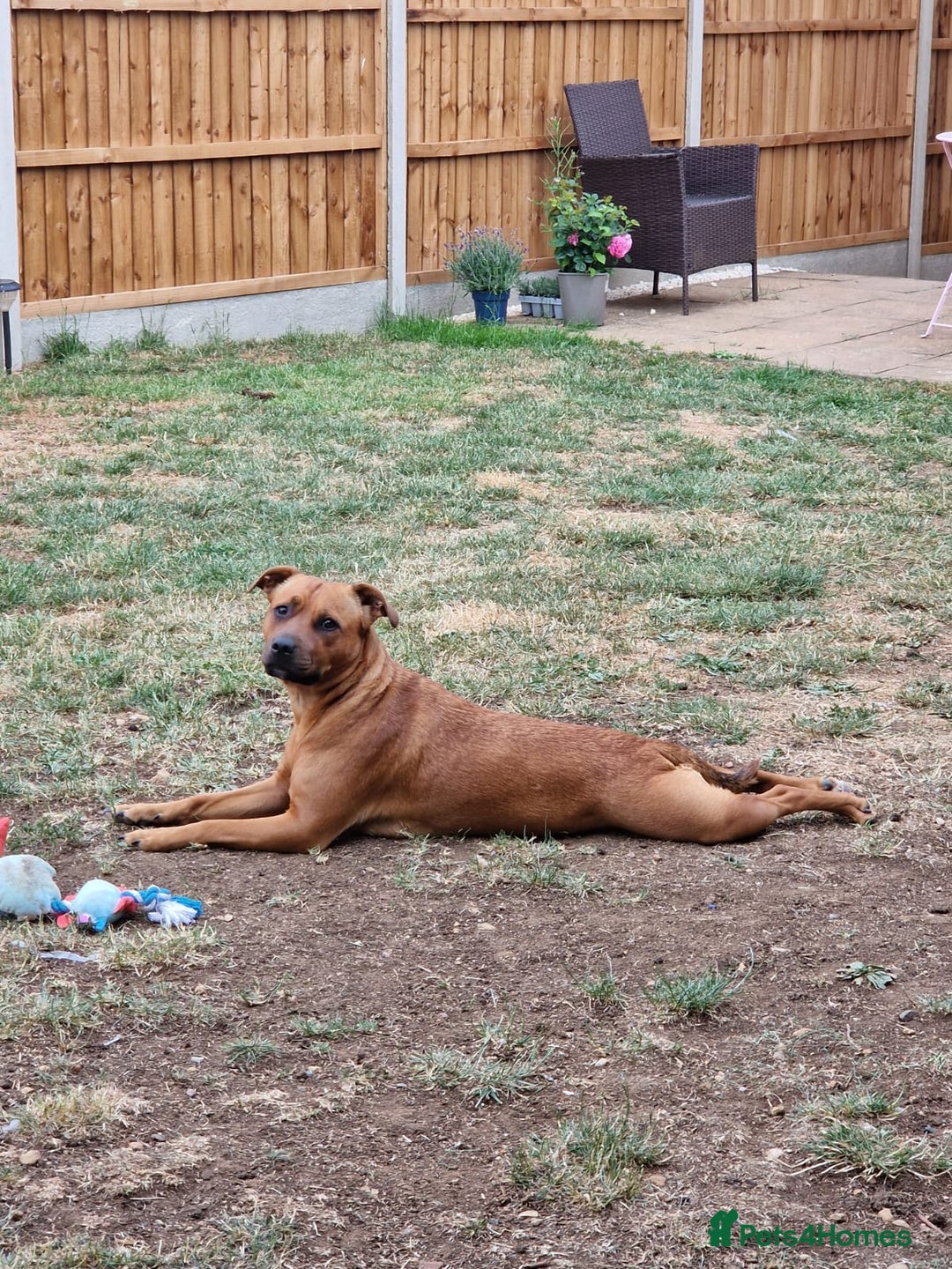 Mixed Breed dogs for sale: Bonnie - Image 5
