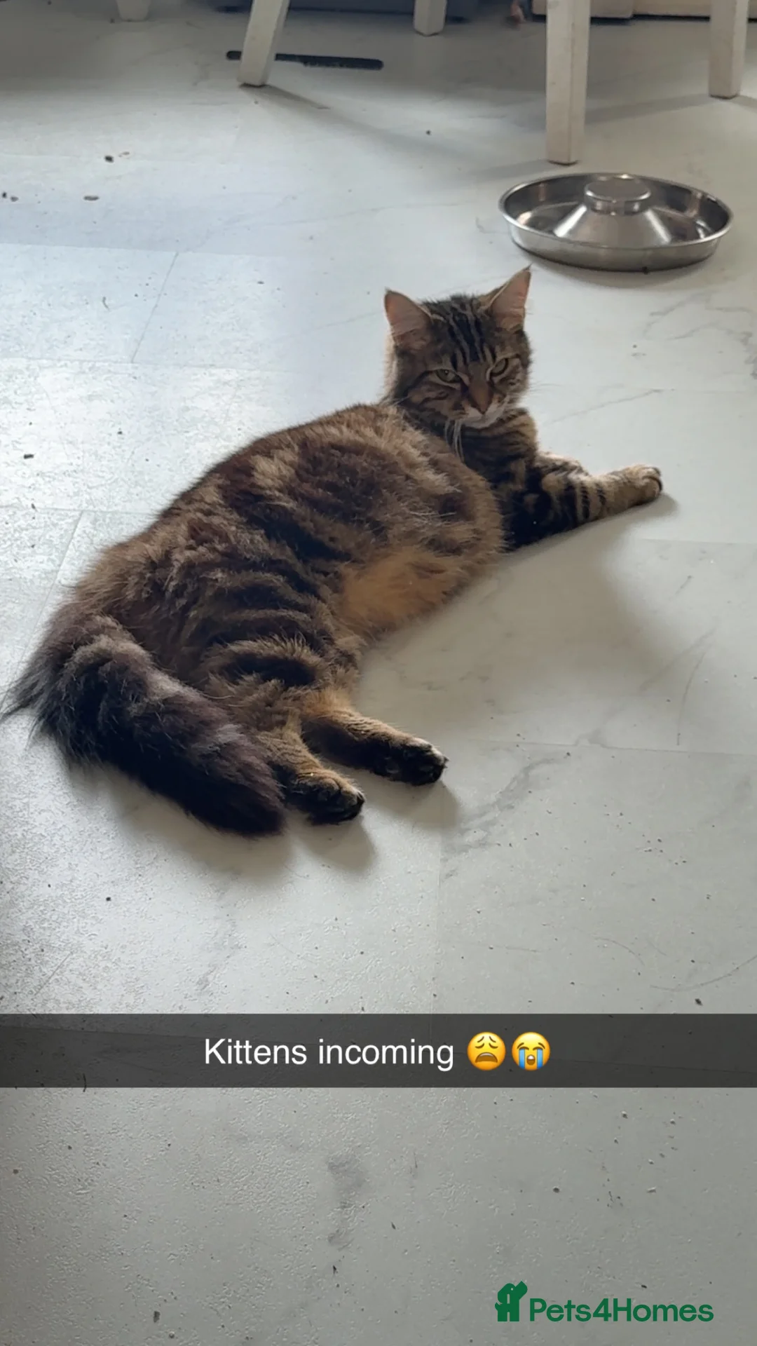 Mixed Breed cats for sale: Mixed breed kittens - Advert 1