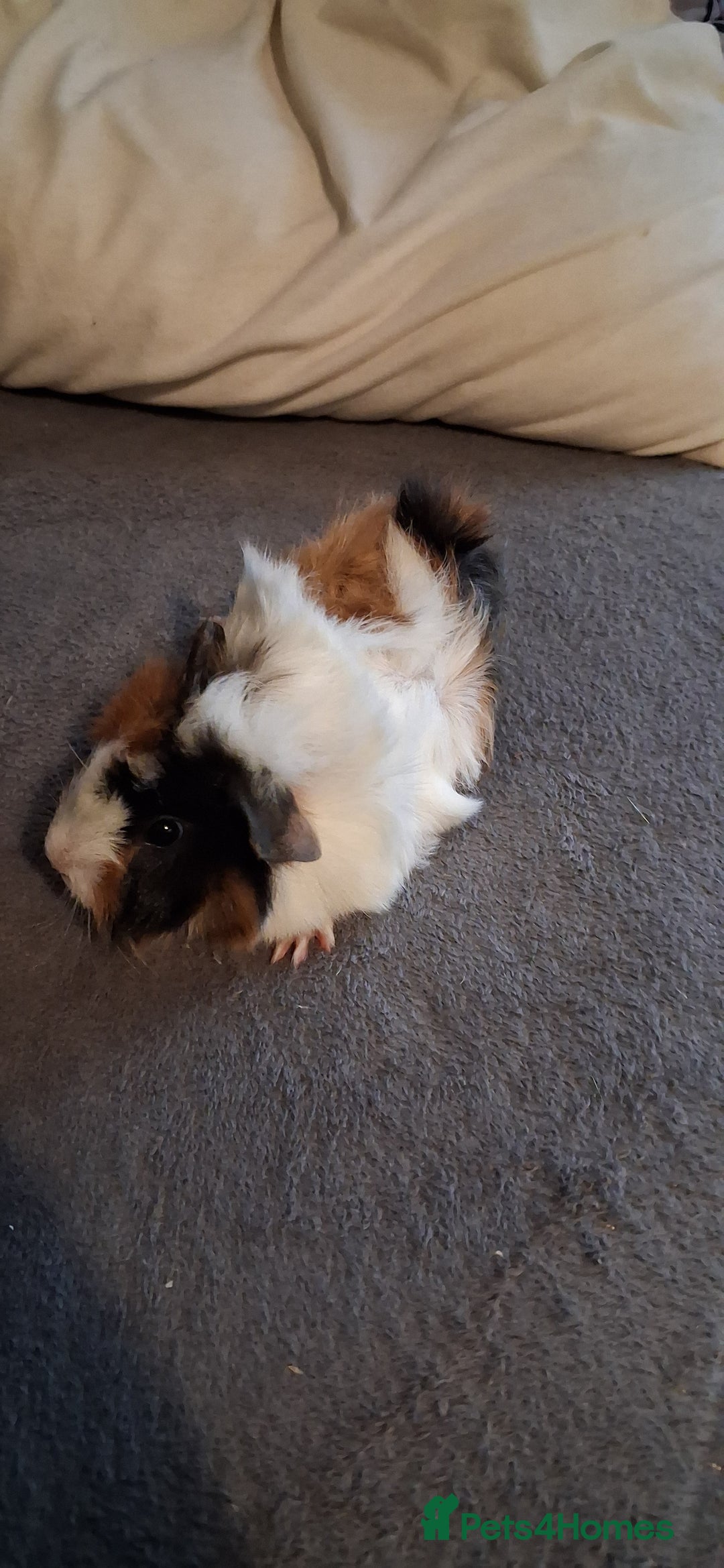 Guinea Pig rodents for sale: 6 baby girl guinea pigs 2 boys  - Advert 17