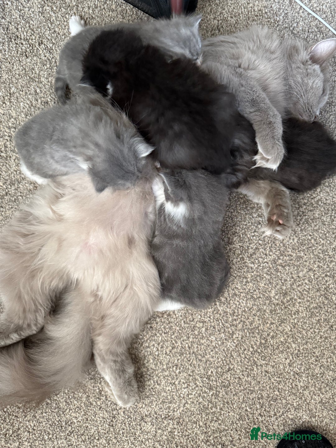 Persian cats for sale: Gorgeous Persian Kittens  - Advert 2