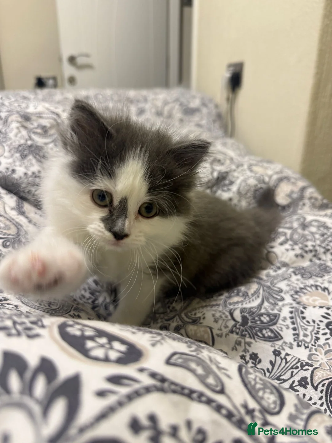 Mixed Breed cats for sale: Cute Ragdoll x British short hair kitten in Rochdale - Advert 3