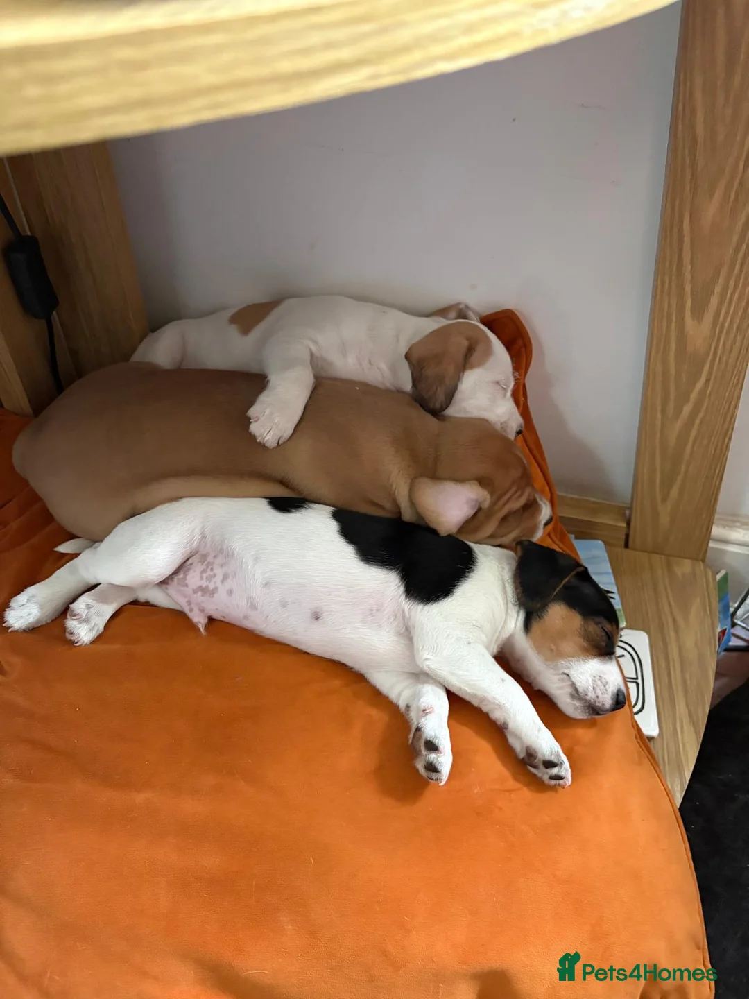 Mixed Breed dogs for sale: Border / Parson terrier mix puppies in Norwich - Advert 2