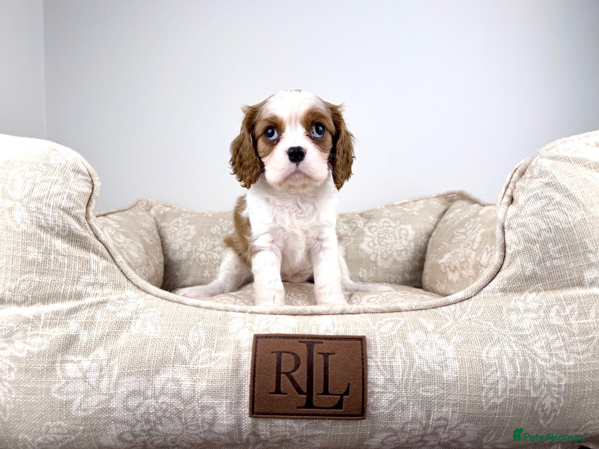 Cavalier King Charles Spaniel dogs KC Cavalier King Charles Spaniel (Male)  - Advert 1
