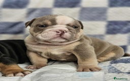 English Bulldog dogs for sale: Kc british bulldog pups💙❤️ - Image 21