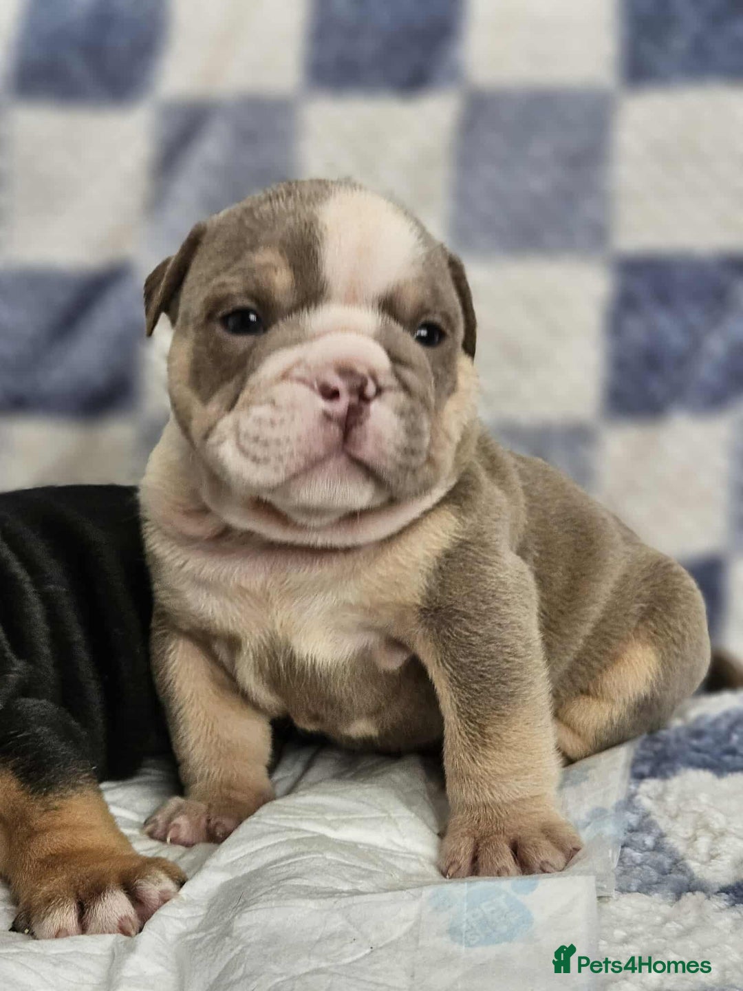 English Bulldog dogs for sale: Kc british bulldog pups💙❤️ - Image 21