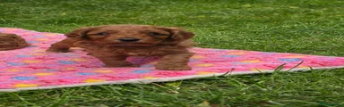 Cavapoo 1