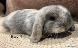 Mini Lop rabbits for sale: 🌸 Harlequin mini lops 🌸 ready to reserve  - Image 5
