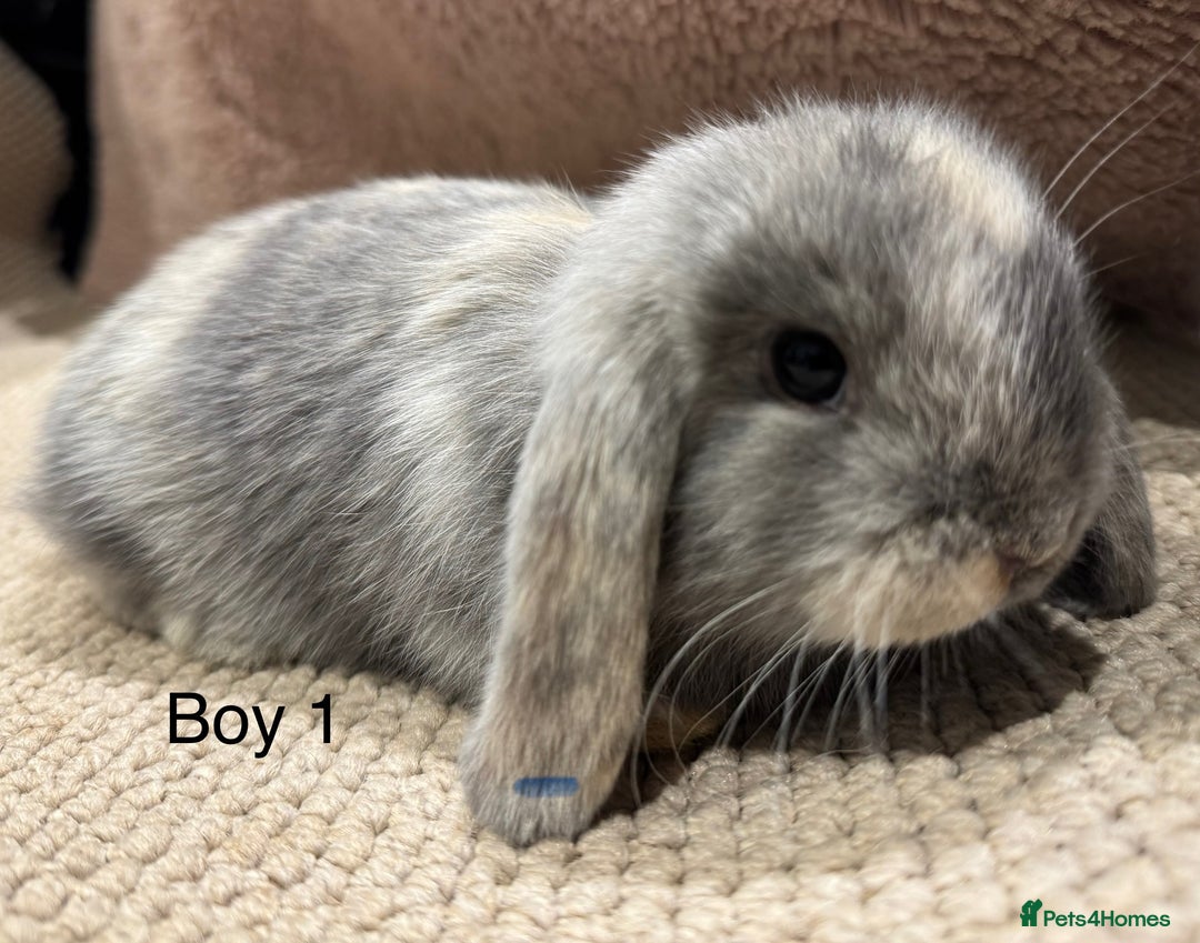 Mini Lop rabbits for sale: 🌸 Harlequin mini lops 🌸 ready to reserve  - Image 5