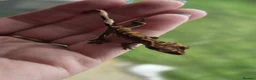 Gecko reptiles for sale: Lily white crested geckos - Advert 6
