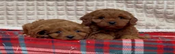 Cavapoo dogs for sale: STUNNING CAVAPOO PUPPIES - Advert 6