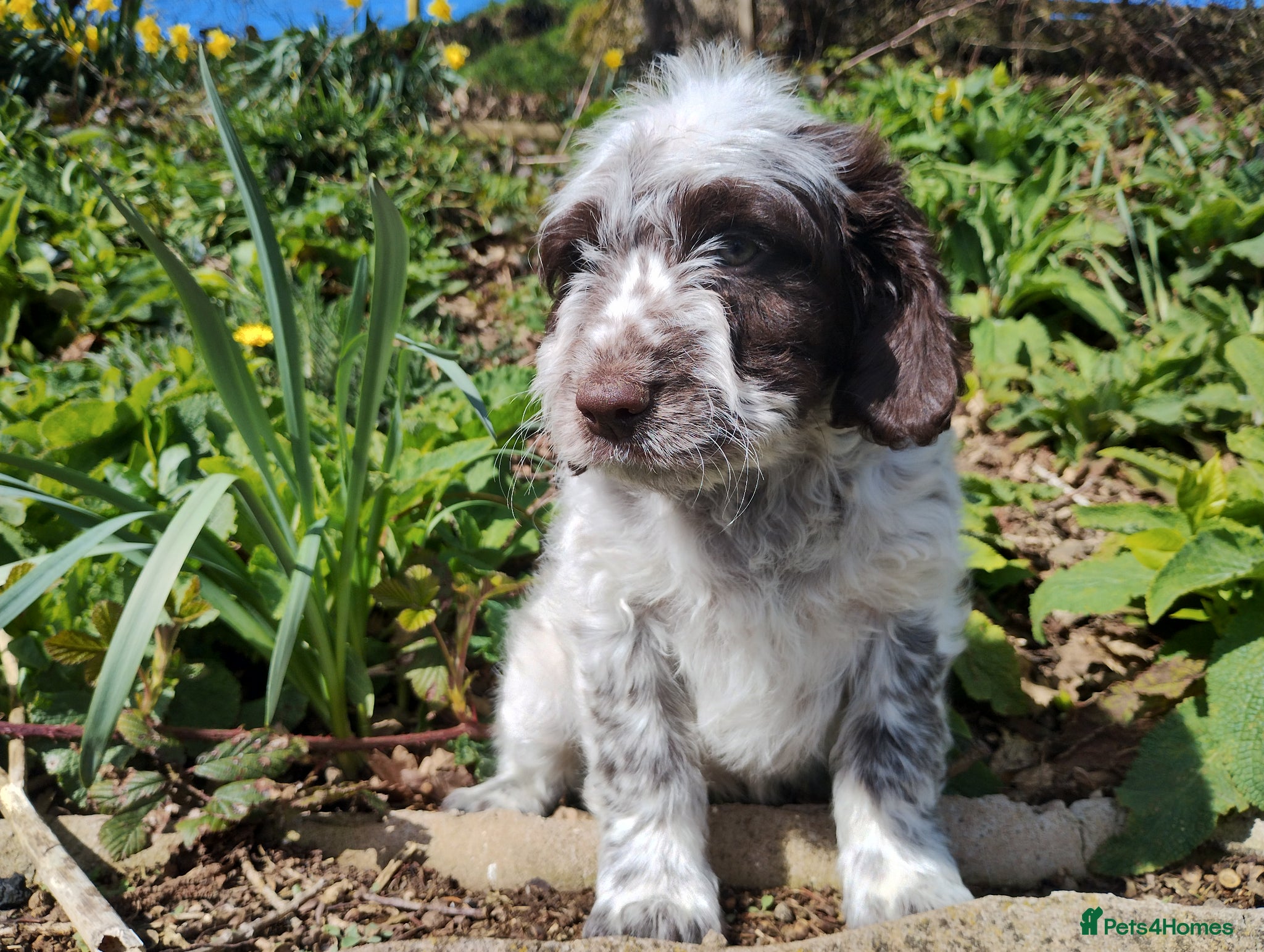 Cockapoo dogs Cockapoo Puppies F1  - Advert 11