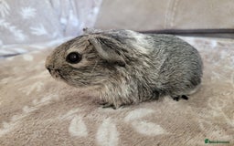 Guinea Pig rodents for sale: Baby boy guinea pigs  - Image 1