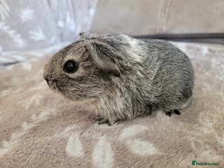 Guinea Pig rodents - Advert 41