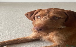 Hungarian Vizsla dogs for sale: 1 Year old Hungarian Viszla - Harlow - Image 5