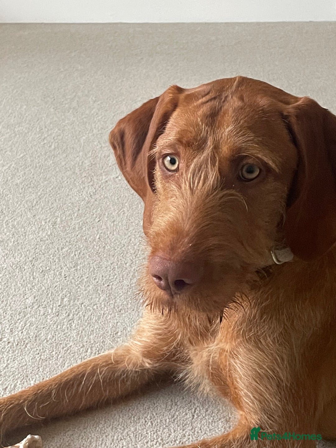 Hungarian Vizsla dogs for sale: 1 Year old Hungarian Viszla - Harlow - Image 5