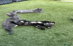 British Shorthair cats for sale: British Short hair Kittens - Image 7