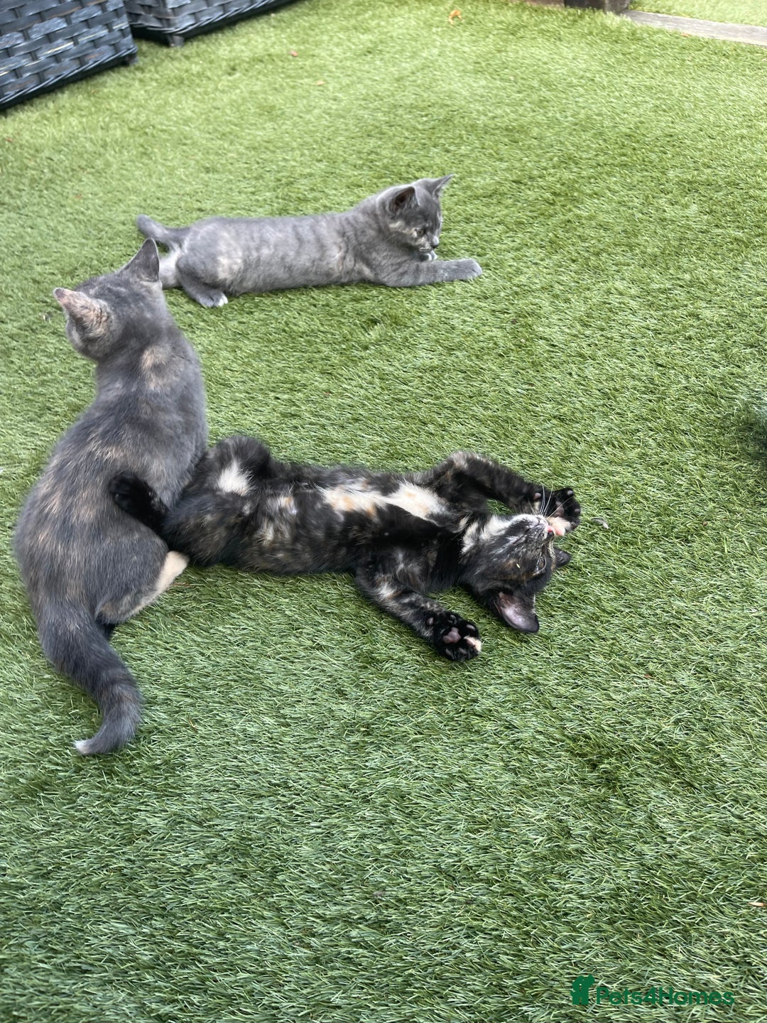 British Shorthair cats for sale: British Short hair Kittens - Image 7