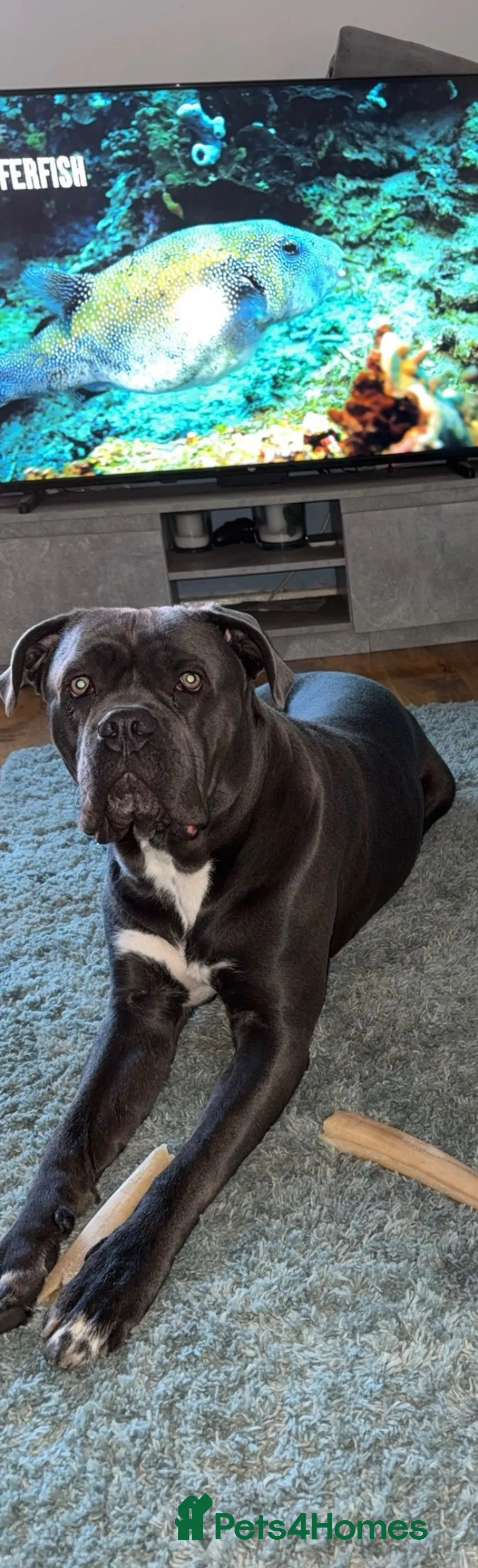 Cane Corso dogs for sale: Entire male blue cane corso  - Advert 1