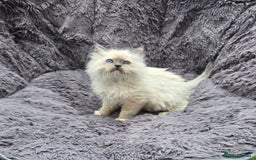 Ragdoll cats for sale: GCCF registered ragdoll kittens. in Grimsby - Image 11
