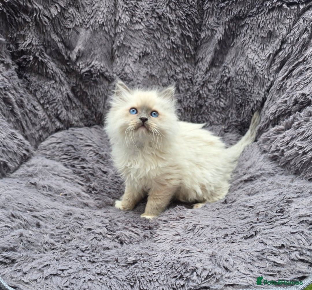 Ragdoll cats for sale: GCCF registered ragdoll kittens. in Grimsby - Image 11