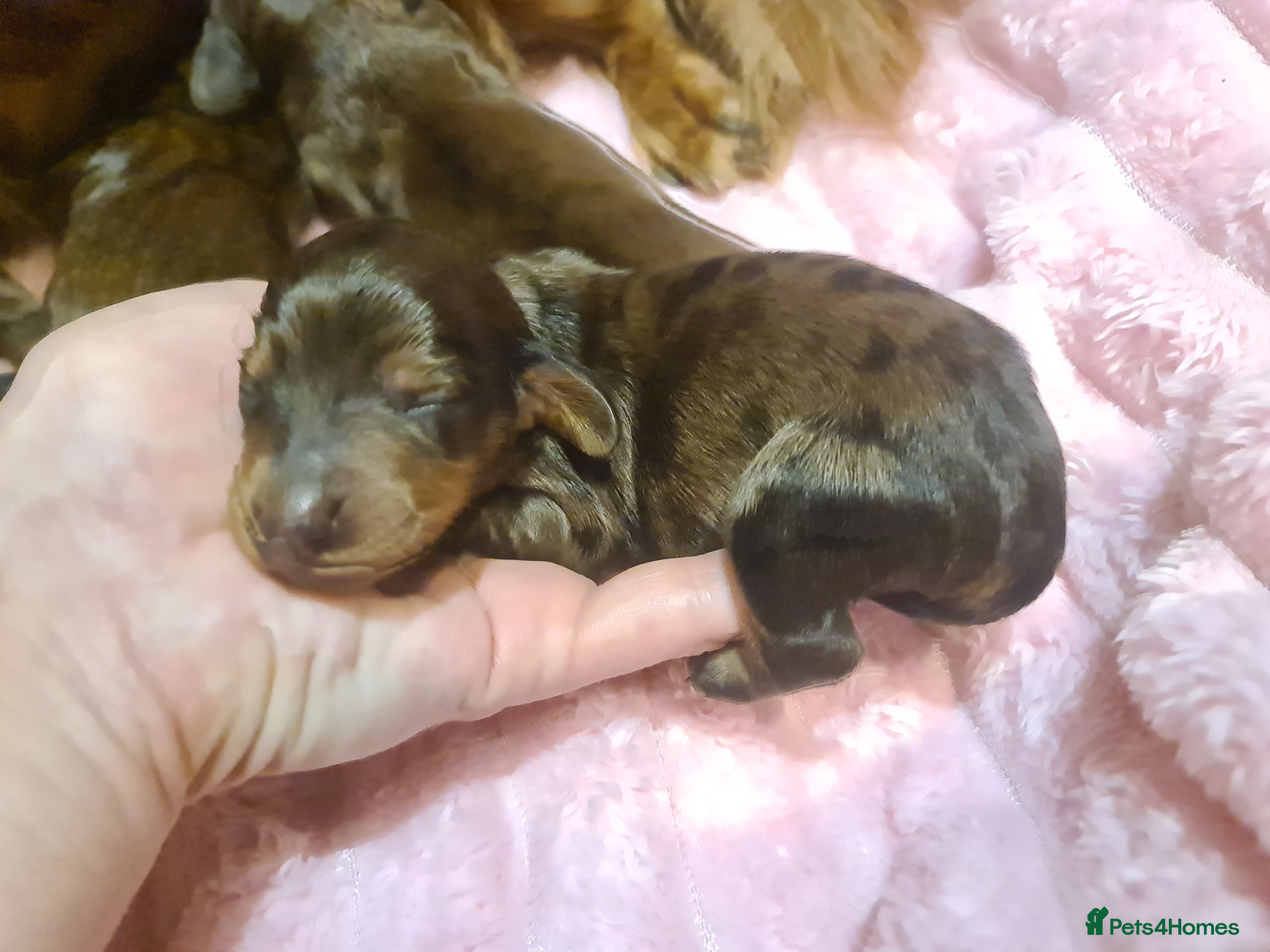 Miniature Dachshund dogs 6 beautiful long-haired dachshund pupps - Advert 1