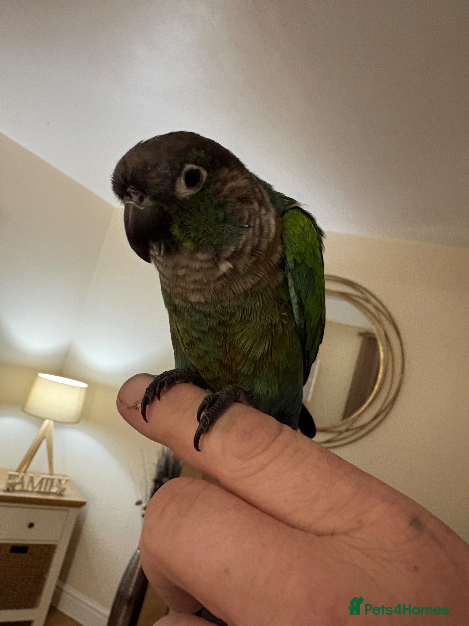Conures birds Conure  - Advert 2
