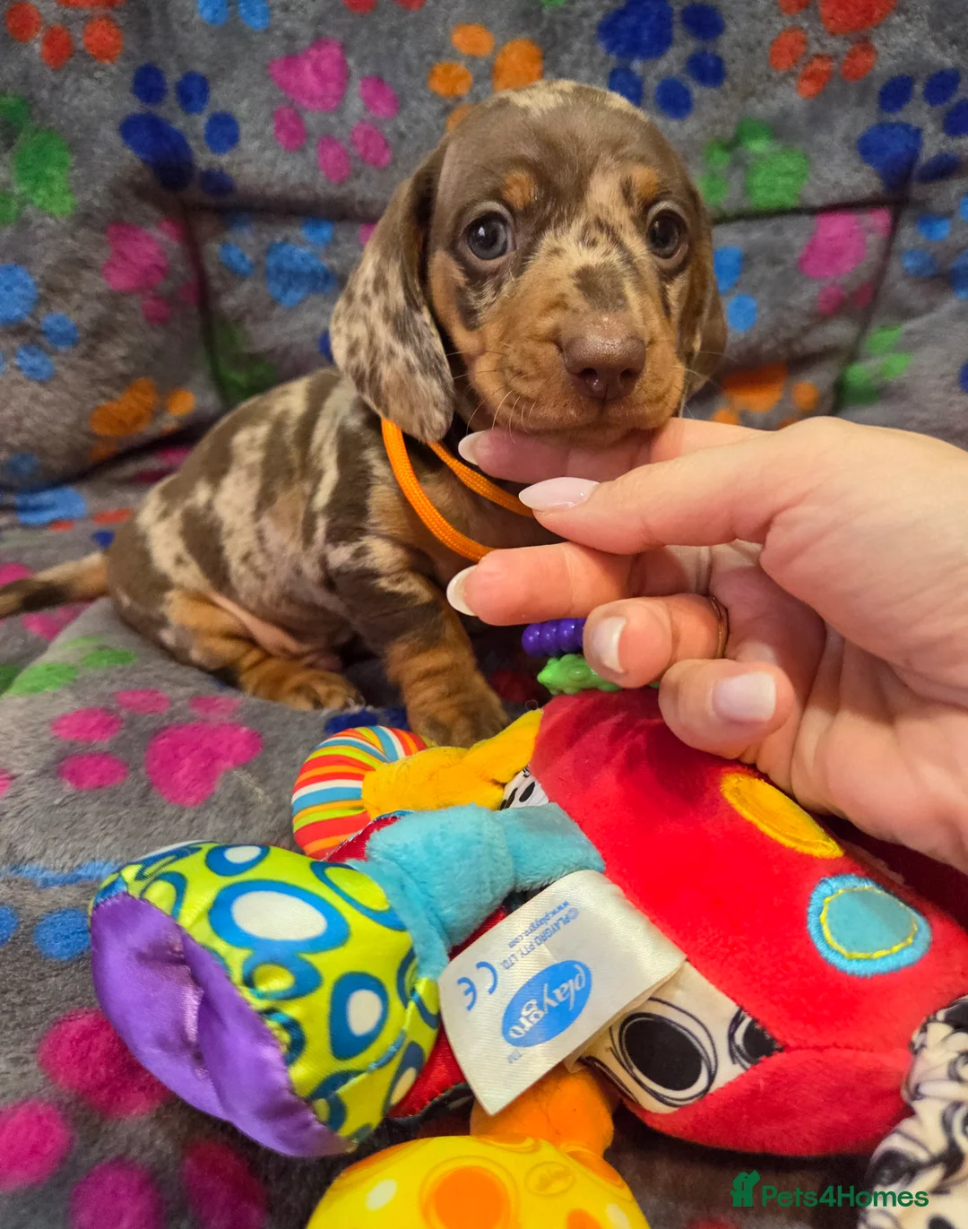 Miniature Dachshund dogs for sale: Kc Miniature Dachshunds  puppies  - Advert 7